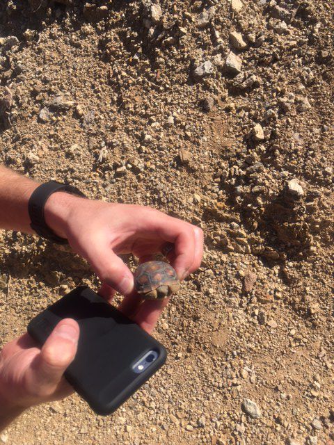 Readers share their desert tortoise photos